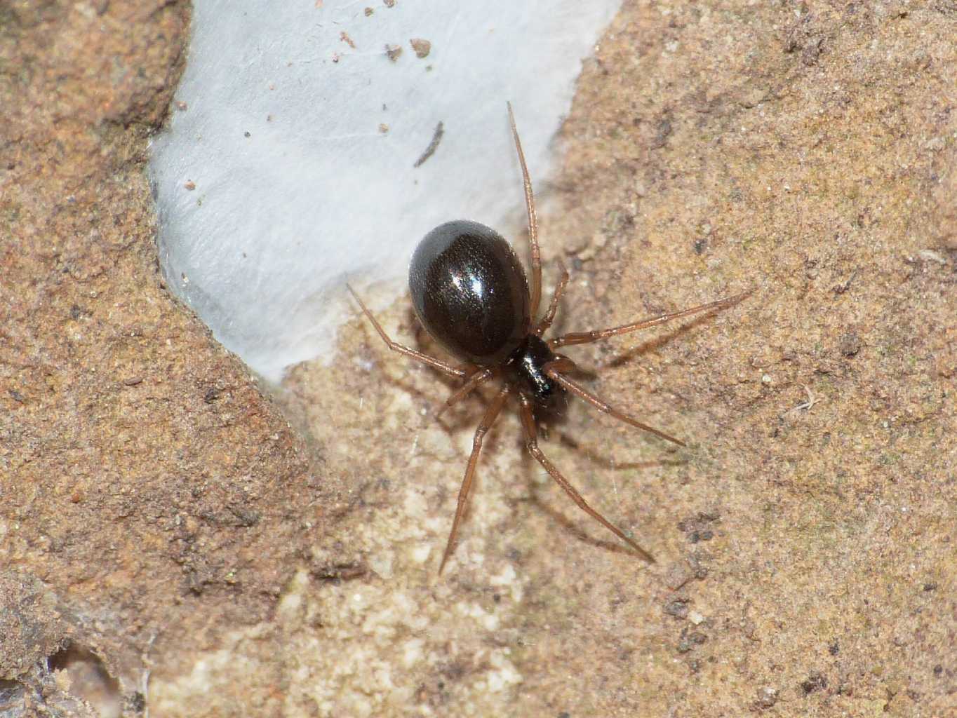 Coppia di Linyphiidae erigoninae - Tolfa (RM)